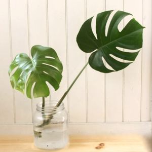 🌱 Propagated Monstera 🌱
